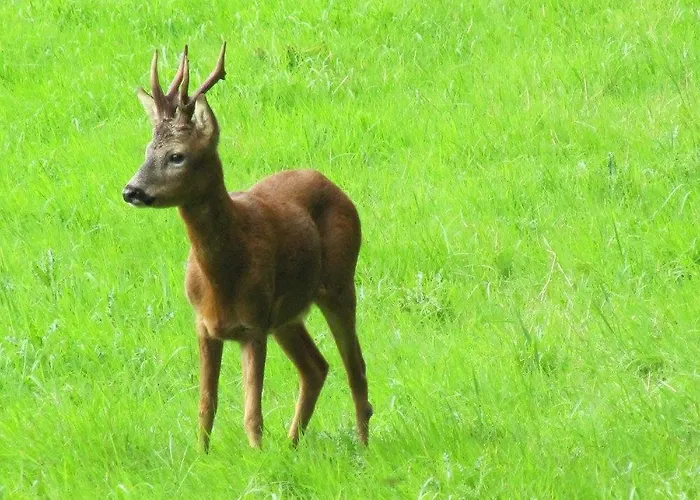 1 Bed In Nidderdale Hh071 * Dacre (North Yorkshire)